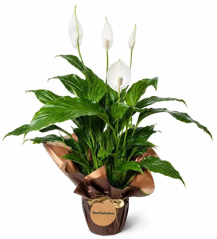 Barış Çiçeği - Spathiphyllum - Bitlis çiçek siparişi