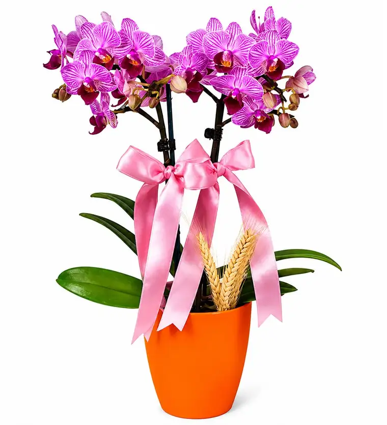 Midi Orkide - Turuncu Lily Pembe Orkide - Van çiçek siparişi