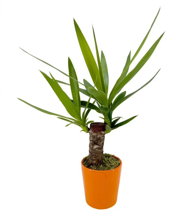 Yuka - Yucca Turuncu Nora - Bitlis çiçek siparişi