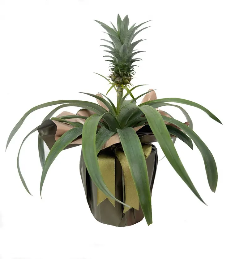 Ananas Amigo - Gaziantep çiçek siparişi