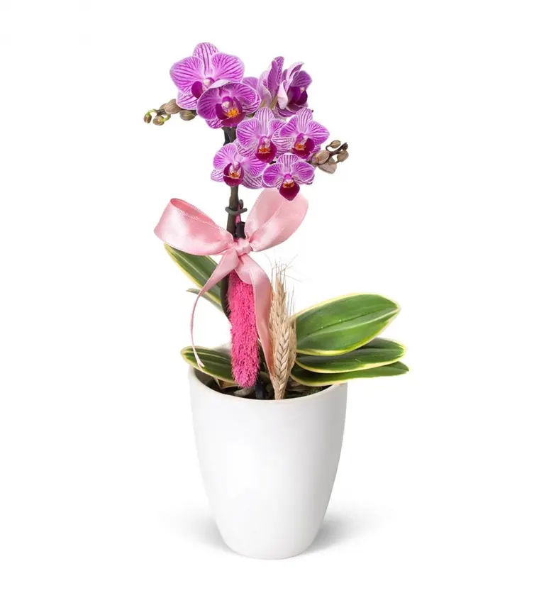 Mini Orkide - Beyaz Lily Tek Dal Pembe - Van çiçek siparişi