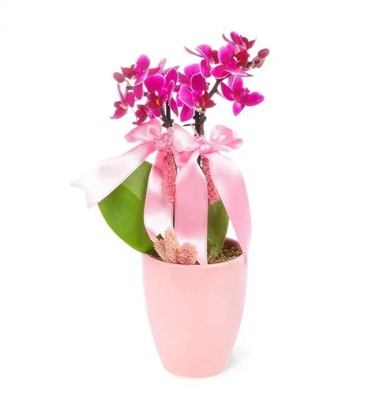 Mini Orkide - Pembe Sweet Lily - Van çiçek siparişi