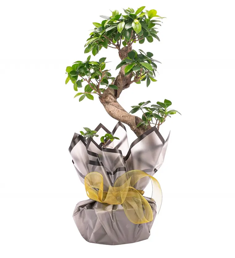 S Gövde Giant Bonsai Tasarım - Ankara çiçek siparişi