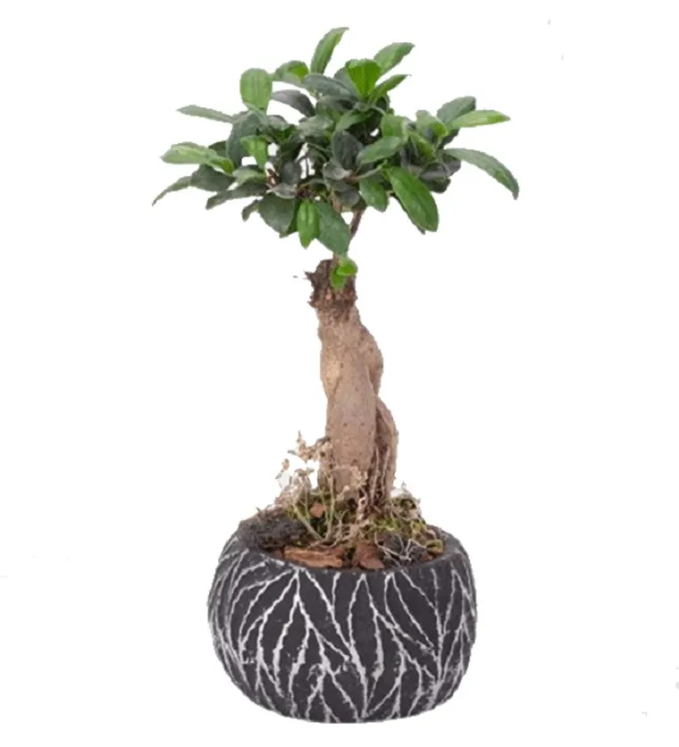 Zebra Saksıda Ginseng Bonsai - Ankara çiçek siparişi