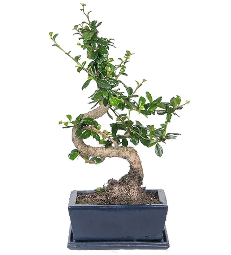 Zelkova Bonsai - Ankara çiçek siparişi